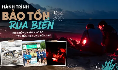 10 đêm thức trắng cùng rùa biển ở Hòn Bảy Cạnh, Côn Đảo