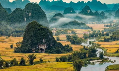 Mùa lúa chín Cao Bằng: Hẹn nhau giữa mùa vàng tháng 9